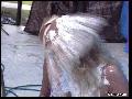 preview pic FullScreenClips.com