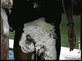 preview pic FullScreenClips.com